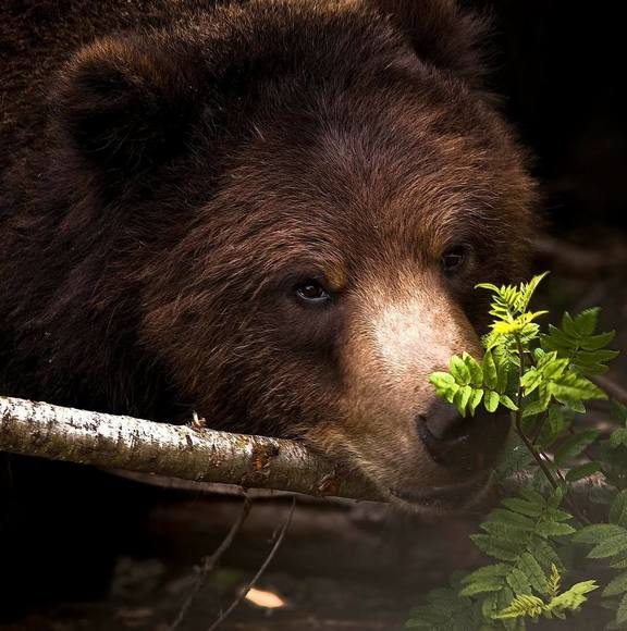 kelbear66